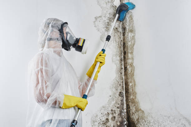Mold Testing and Removal in Greenfield, IA