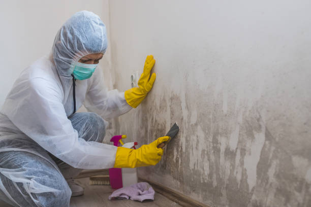 Best Certified Mold Removal  in Greenfield, IA