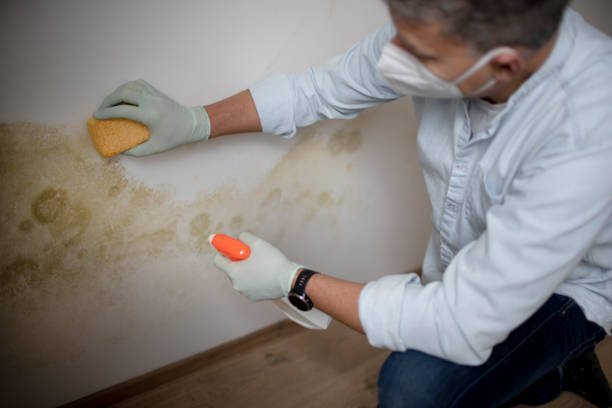 Best Mold Removal Company Near Me  in Greenfield, IA