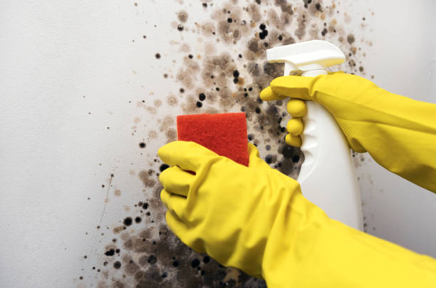 Best Water Damage Restoration  in Greenfield, IA