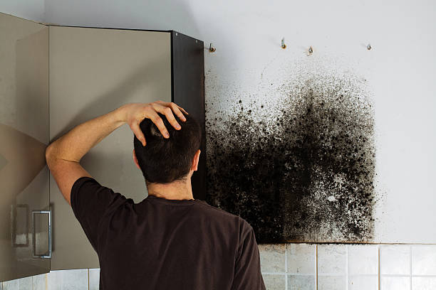 Best Professional Mold Removal  in Greenfield, IA