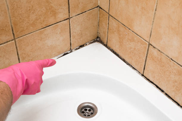 Best Best Mold Removal Companies  in Greenfield, IA