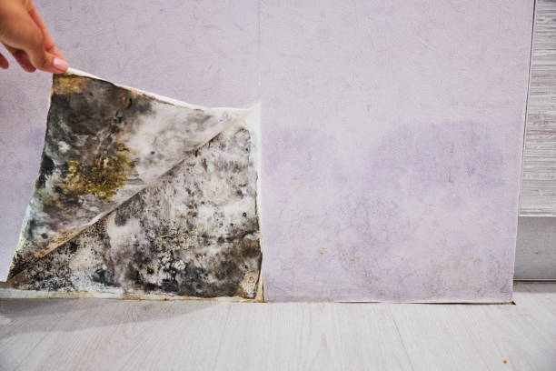 Best Home Mold Removal  in Greenfield, IA